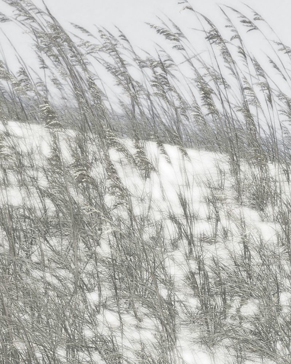 Picture of LUSH DUNES VI