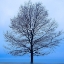 Picture of NOVEMBER TREE