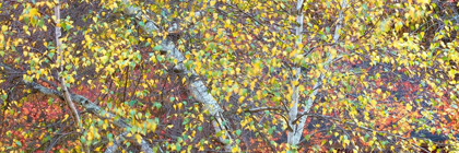 Picture of TREE PANORAMA IV