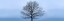 Picture of TREE PANORAMA VI