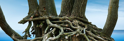 Picture of TREE PANORAMA VII