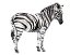 Picture of STANDING ZEBRA I
