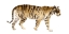 Picture of WATERCOLOR TIGER IV
