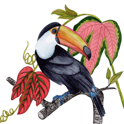 Picture of TOCO TOUCAN I