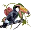 Picture of TOCO TOUCAN II