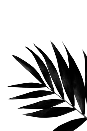 Picture of BLACK PALMS II