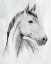 Picture of SILVER GELDING I