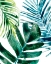 Picture of TROPICAL LEAF MEDLEY I