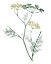 Picture of SOFT GREEN BOTANICAL IV