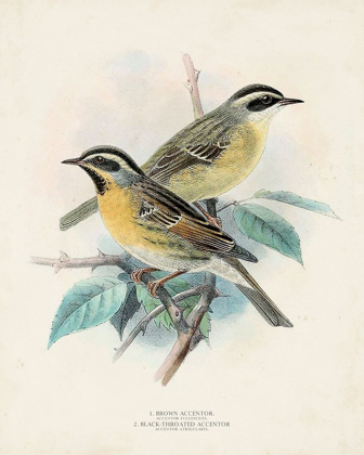 Picture of ANTIQUE BIRDS I