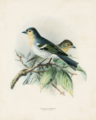 Picture of ANTIQUE BIRDS II