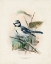 Picture of ANTIQUE BIRDS VI