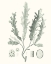 Picture of SAGE GREEN SEAWEED I
