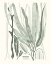 Picture of SAGE GREEN SEAWEED II