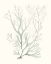 Picture of SAGE GREEN SEAWEED V