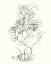 Picture of SAGE GREEN SEAWEED VI
