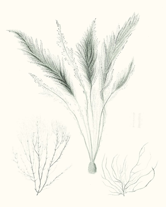 Picture of SAGE GREEN SEAWEED VIII