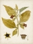 Picture of VINTAGE CHARM VI