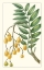 Picture of TURPIN EXOTIC BOTANICAL IX