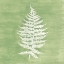 Picture of FOREST FERNS I