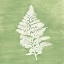 Picture of FOREST FERNS IV