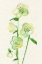 Picture of PETITE FLEUR VI