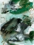 Picture of DARK EMERALD II
