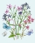 Picture of WILDFLOWERS ARRANGEMENTS II