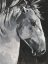 Picture of TRIBECA HORSE I