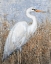 Picture of WHITE HERON I
