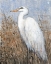 Picture of WHITE HERON II