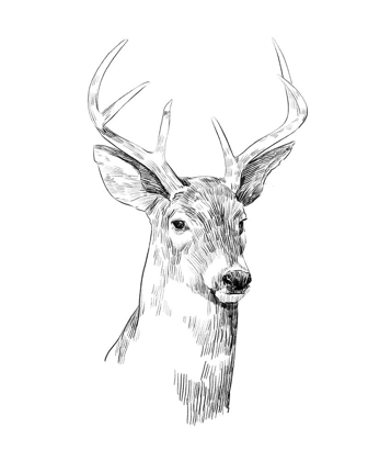 Picture of YOUNG BUCK SKETCH I