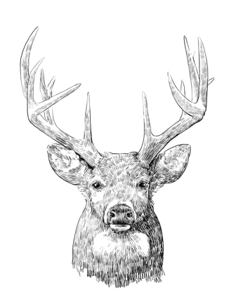 Picture of YOUNG BUCK SKETCH II