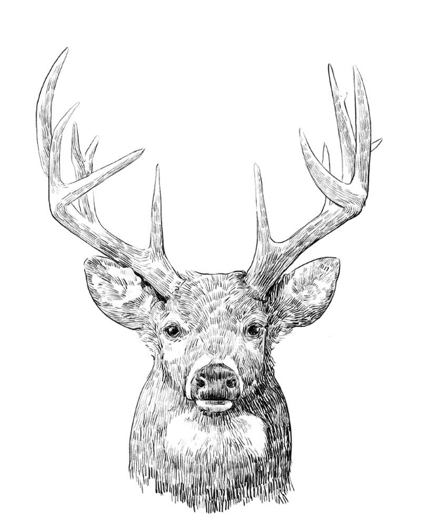 Picture of YOUNG BUCK SKETCH II