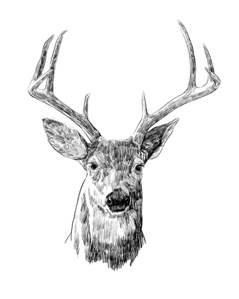 Picture of YOUNG BUCK SKETCH III