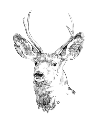 Picture of YOUNG BUCK SKETCH IV