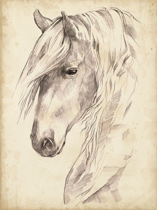 Picture of HORSE PORTRAIT SKETCH II