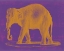 Picture of SAFARI POP II