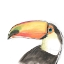 Picture of TROPICAL BIRD PORTRAIT III