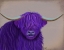 Picture of HIGHLAND COW 5, PURPLE, PORTRAIT