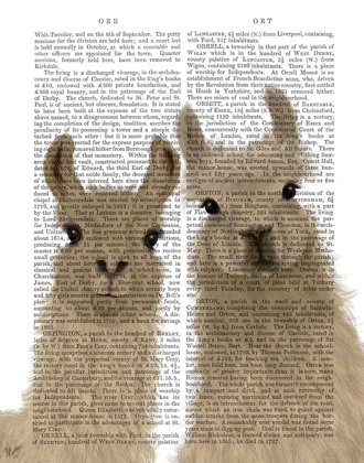 Picture of LLAMA DUO, LOOKING AT YOU BOOK PRINT