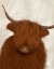 Picture of HIGHLAND COW 3, PORTRAIT