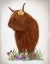 Picture of HIGHLAND COW, PANSY