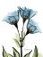 Picture of GENTIAN SAPPHIRE NUETBLUE