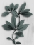Picture of SILVER PINE WONDER 1
