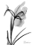 Picture of EXPRESSED IRIS 2