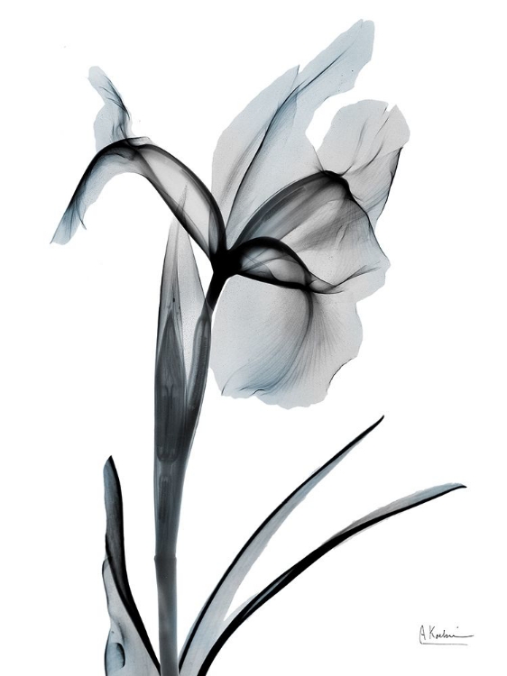 Picture of OMBRE SEA SALT IRIS 2