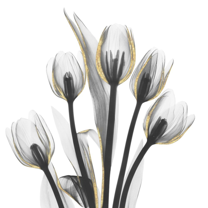 Picture of GOLD EMBELLISHED TULIPS 1