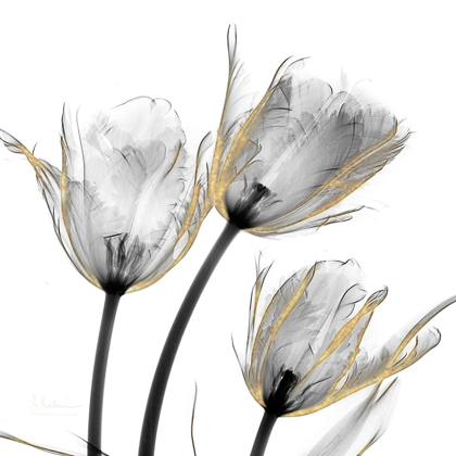 Picture of GOLD EMBELLISHED TULIPS 2