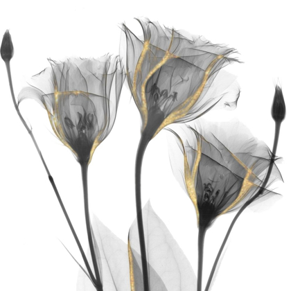 Picture of GOLD EMBELLISHED GENTIANS 1
